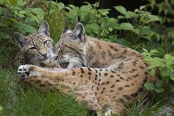 Luchs im Nationalpark Bayerischer Wald